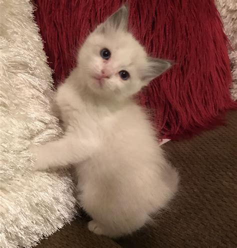 100 off100 off next purchase or purchase of more than one Ragdoll Kitten Or your 100 can be given to a friend as a gift certificateCoupon redeemable only with proof of prier purchase. . Kittens for sale in nh